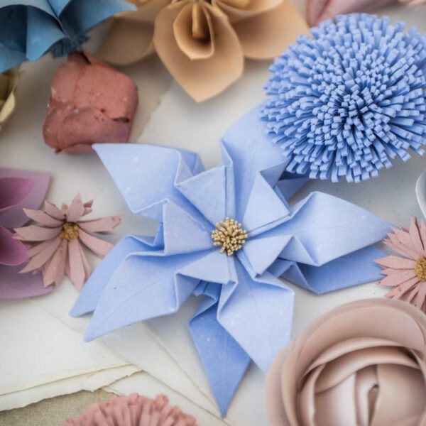 Papírvirág – Edelweiss (havasi gyopár)