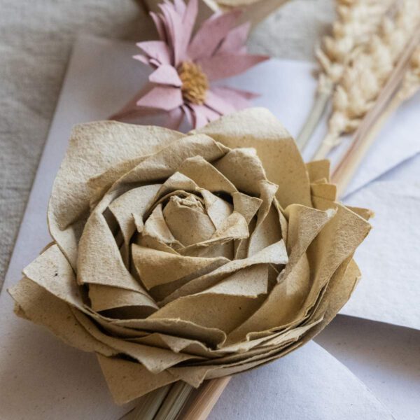 Alternative view of Papírvirág – rózsa